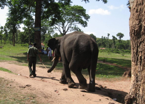 IMG_2038 7 things to do in Coorg